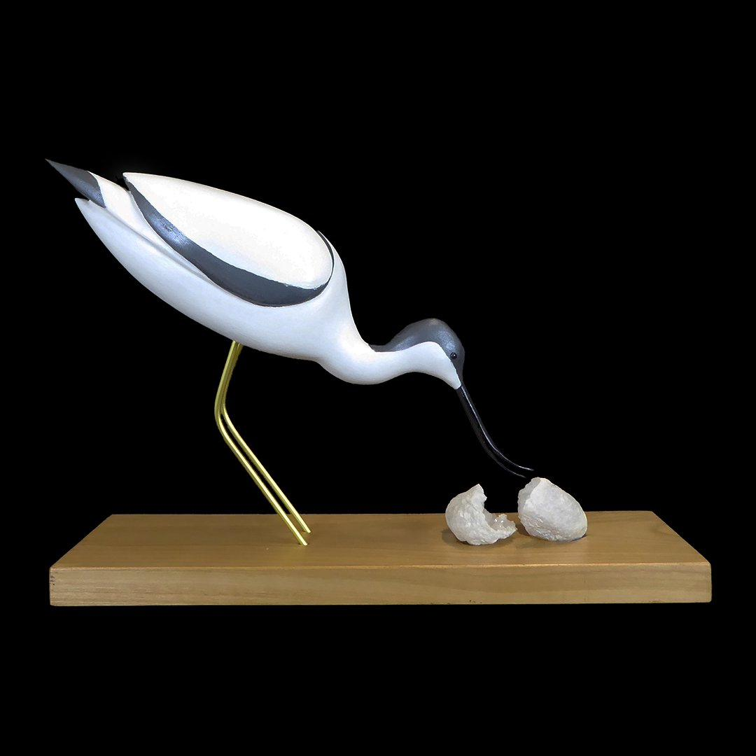Avocette élégante